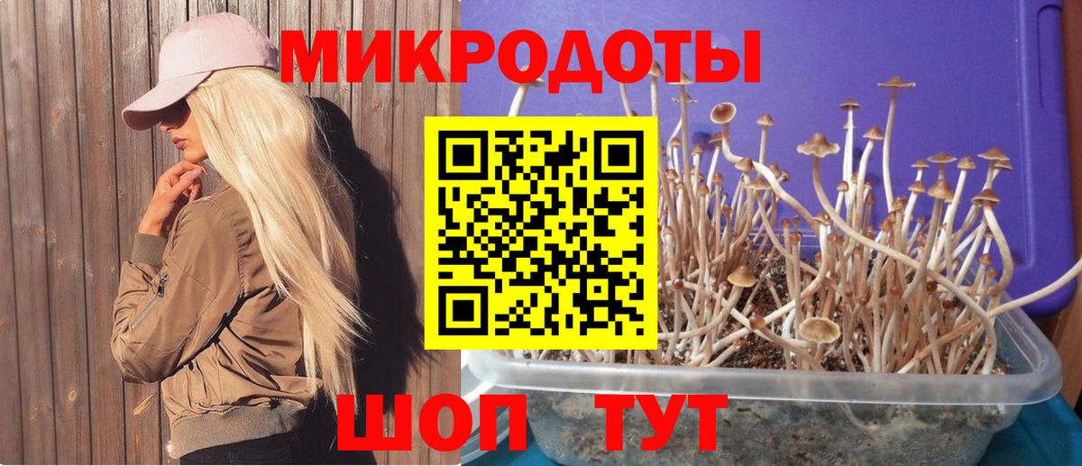 Галлюциногенные грибы Psilocybe Славгород